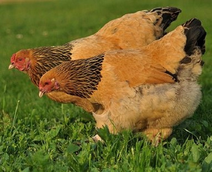 Buff Brahma Chicken (Female) - Feathered Harvest