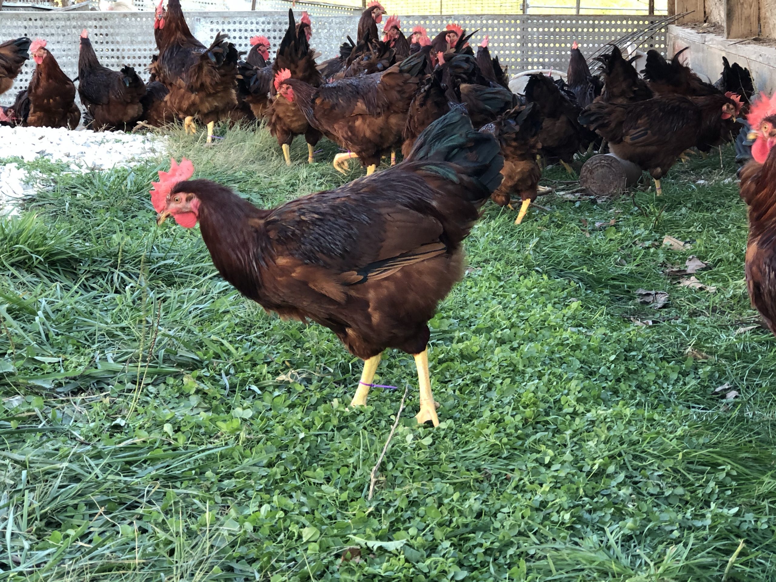 Rhode Island Red Bantam - Feathered Harvest