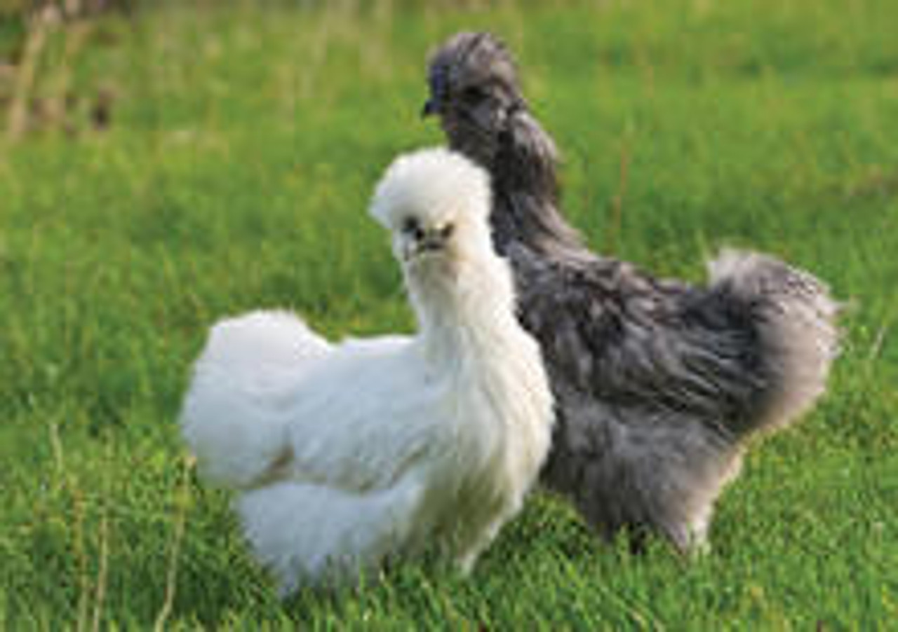 ASSORTED SILKIES BANTAM - featheredharvest.com