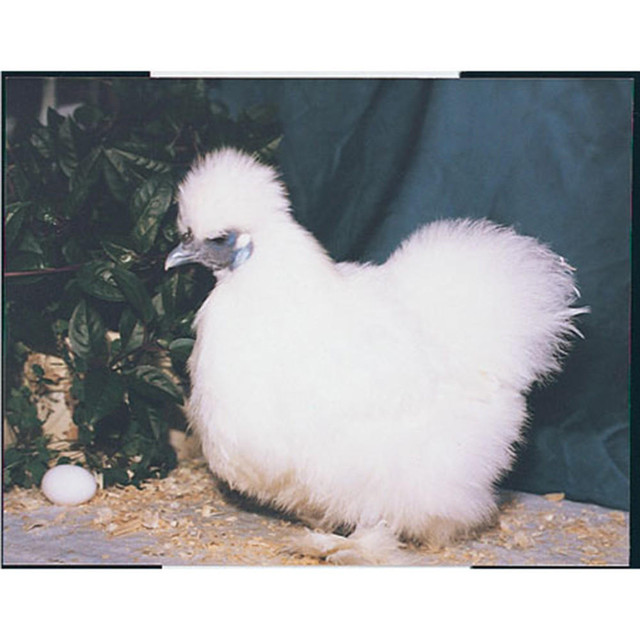 WHITE SILKIE BANTAM - Feathered Harvest