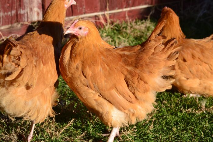 Buff Orpington Started Pullet - Image 2