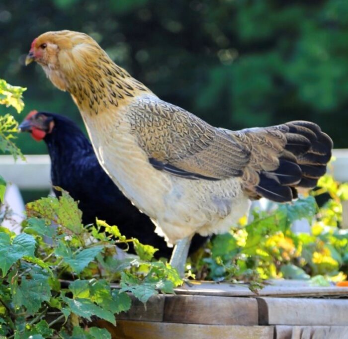 Easter Egger Started Pullet