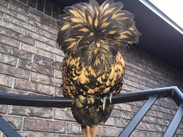 Golden Laced Polish Chicken - Image 2