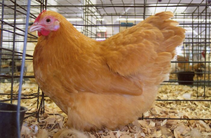 buff orpington bantams for sale​