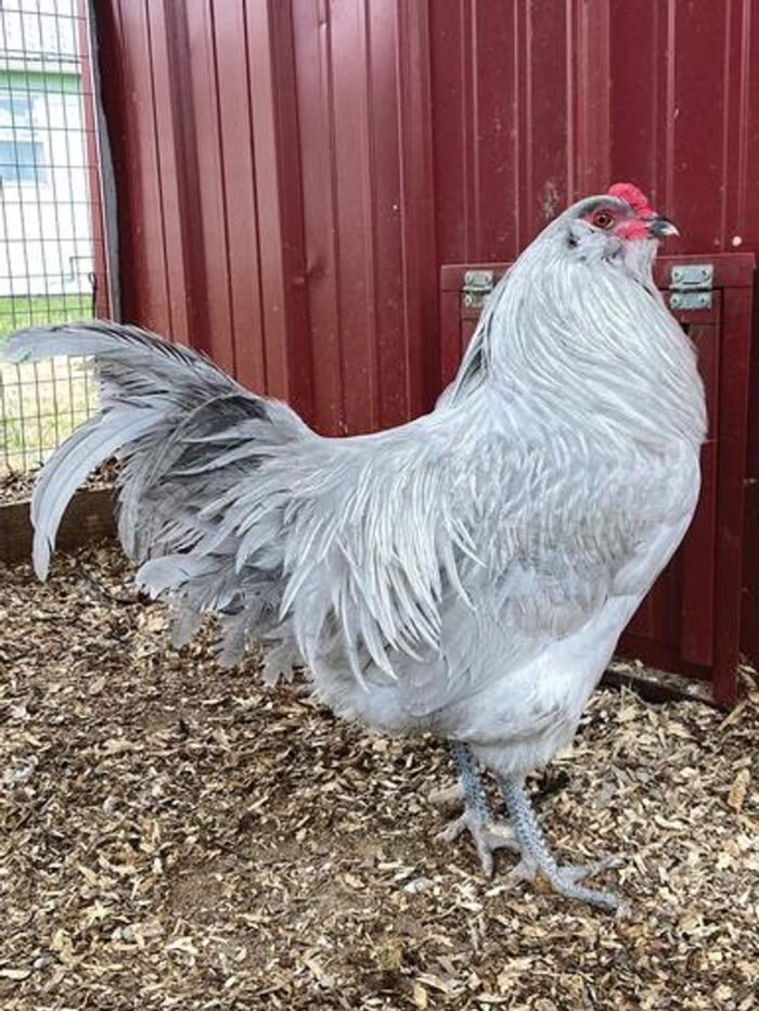 LAVENDER AMERAUCANA