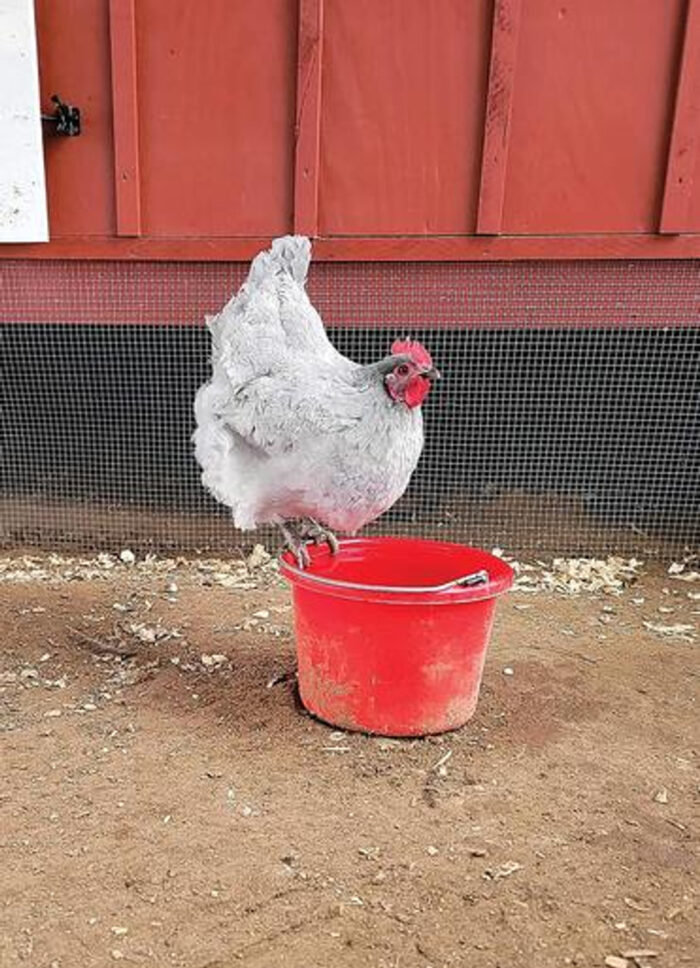 Lavender Ameraucana Chicken
