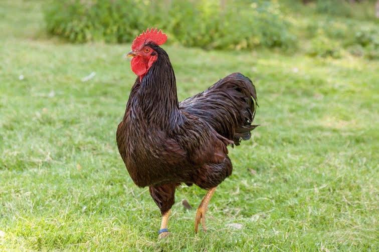 Rhode Island Red Bantam - Feathered Harvest