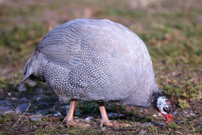 Lavender Guinea - Image 3
