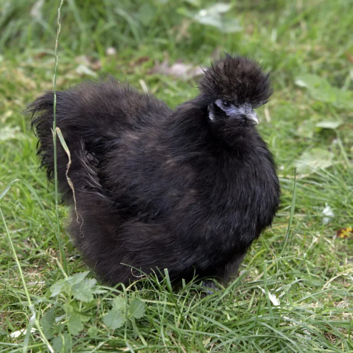 BLACK SILKIE BANTAM - Image 2