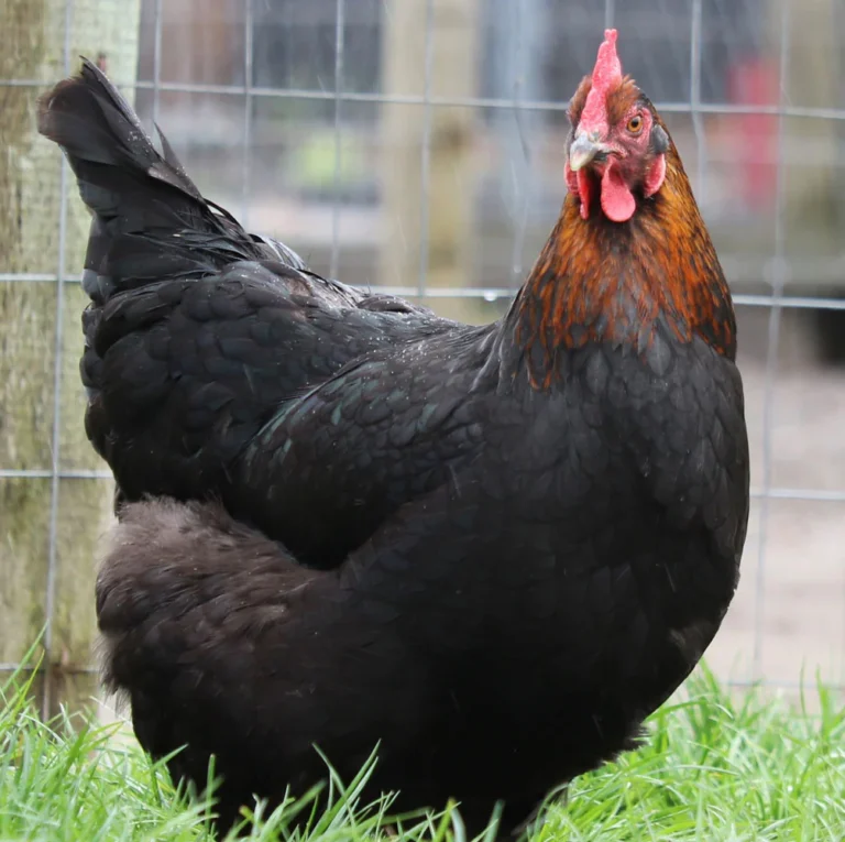 copper marans chicken for sale