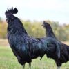 ayam cemani black rooste - Image 3