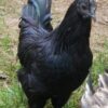 ayam cemani black rooste - Image 2