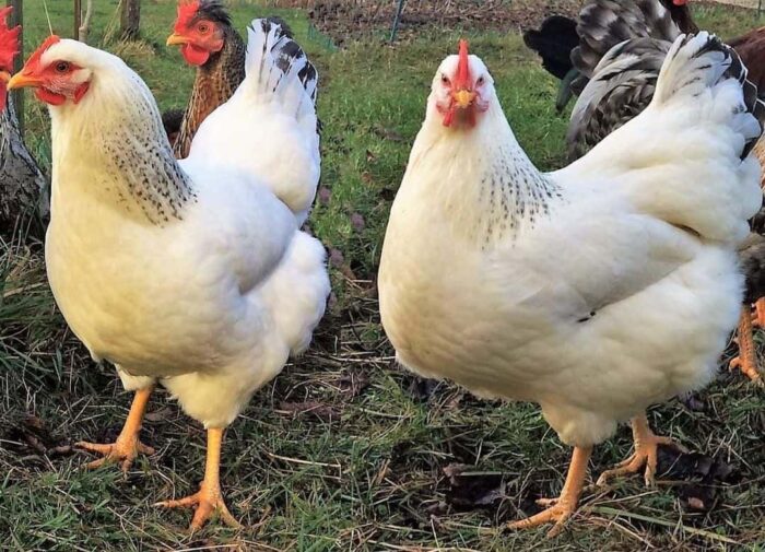 delaware chickens